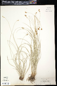 Carex pachystachya image