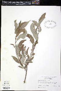 Salix rigida image