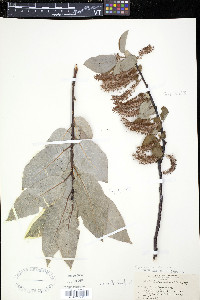 Salix pyrifolia image
