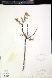 Salix pyrifolia image