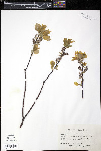 Salix pyrifolia image