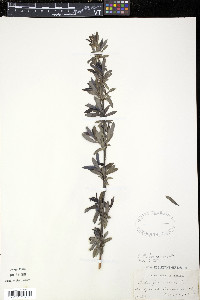 Salix purpurea image