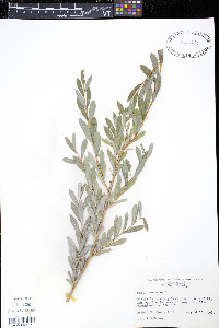 Salix purpurea image