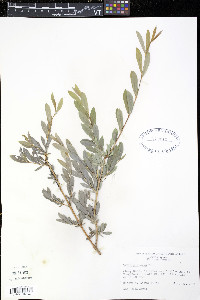 Salix purpurea image