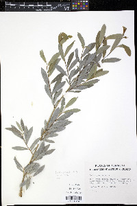 Salix purpurea image
