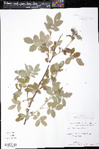 Rosa blanda image