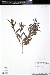 Scoparia dulcis image