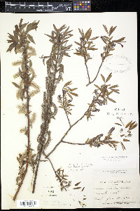 Salix rigida image