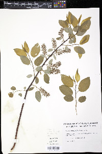 Salix pyrifolia image
