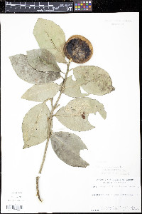 Citrus aurantium image
