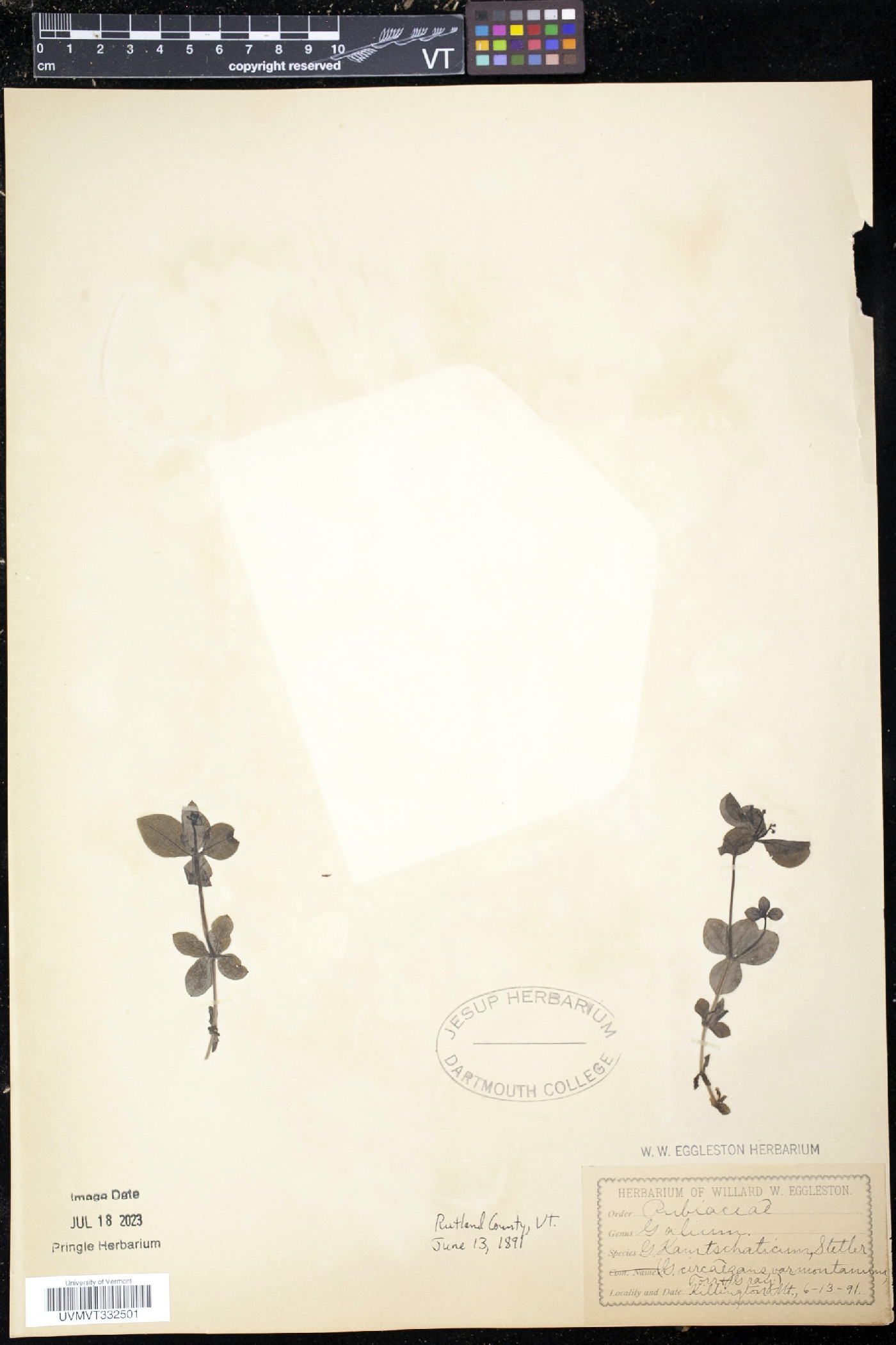 Galium kamtschaticum image