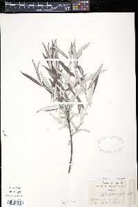 Salix candida image
