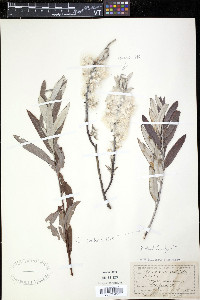 Salix candida image