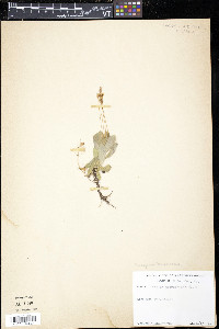 Erythranthe primuloides image