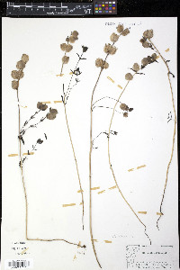 Rhinanthus minor image