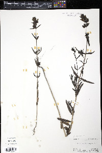 Rhinanthus minor image