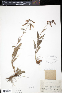 Penstemon pubescens image