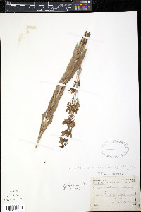 Penstemon digitalis image