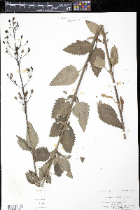 Scrophularia lanceolata image