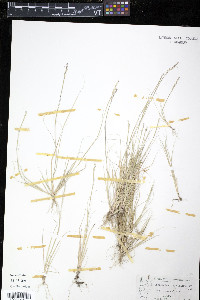 Sporobolus vaginiflorus var. vaginiflorus image
