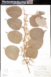 Reynoutria japonica image