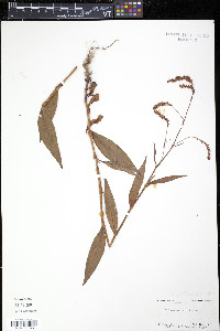 Persicaria careyi image