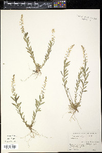 Polygala polygama image
