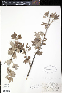 Ribes oxyacanthoides image