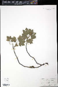 Ribes glandulosum image