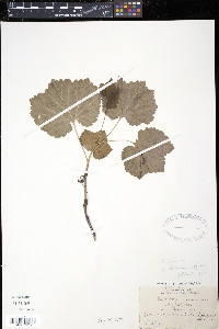 Ribes rubrum image