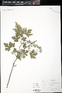 Ribes lacustre image