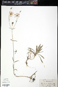 Sabatia kennedyana image