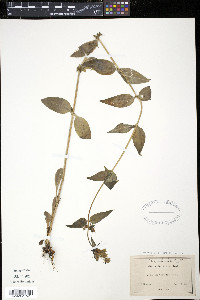 Halenia deflexa image