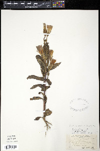 Gentianopsis crinita image