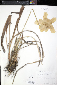 Sarracenia flava image