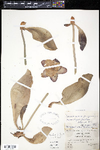 Sarracenia purpurea image
