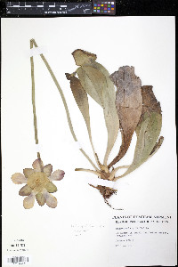 Sarracenia purpurea image