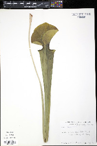 Sarracenia rubra image