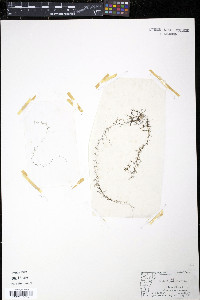 Utricularia minor image