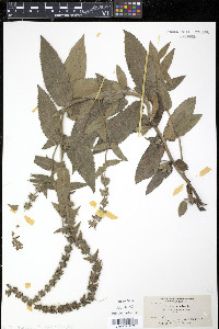 Stachys pilosa image