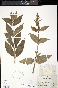 Stachys tenuifolia image