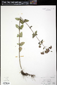 Origanum vulgare image