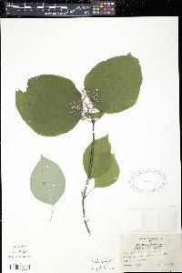 Cornus rugosa image