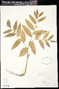 Streptopus roseus image