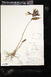 Uvularia grandiflora image