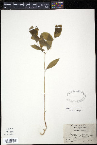 Uvularia sessilifolia image
