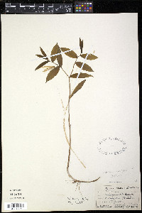 Uvularia sessilifolia image
