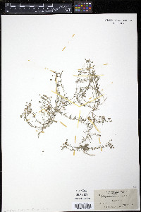 Spergularia rubra image
