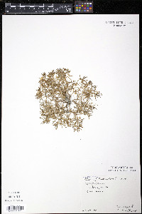 Spergularia salina image