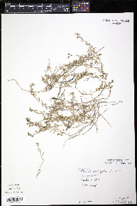 Spergularia salina image